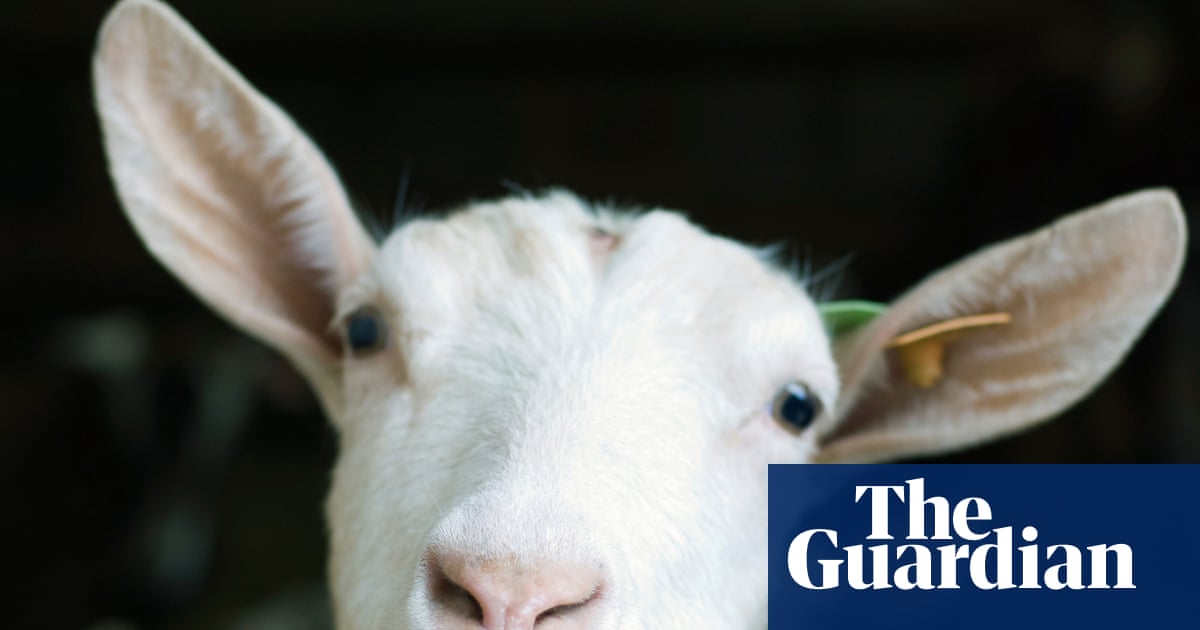 Можешь решить это? Новый козёл для GOAT головоломок